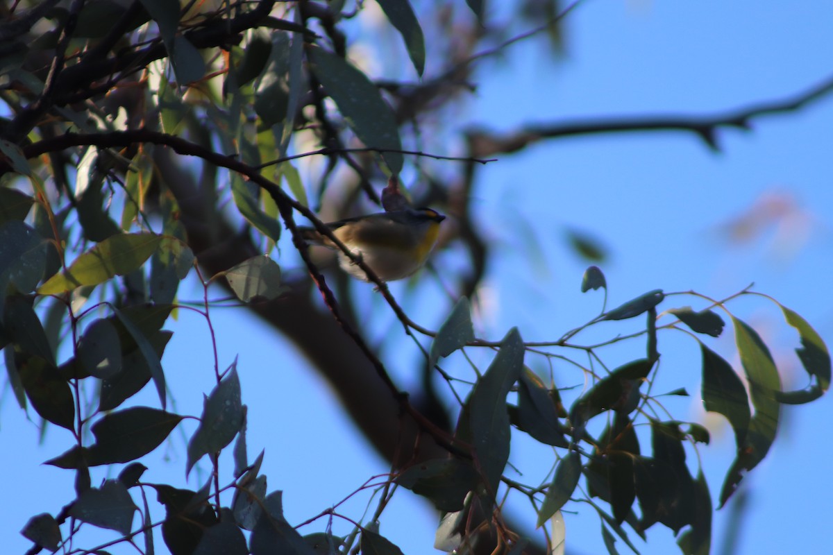 Striated Pardalote - ML638380243