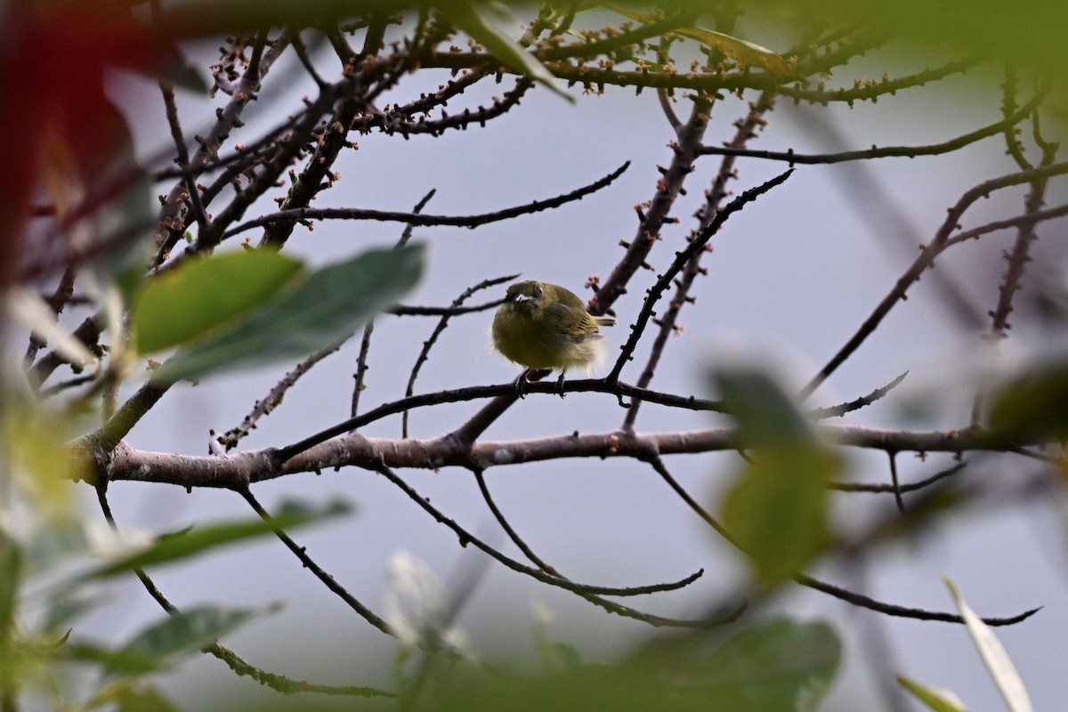 Olive-faced Flatbill - ML638380263