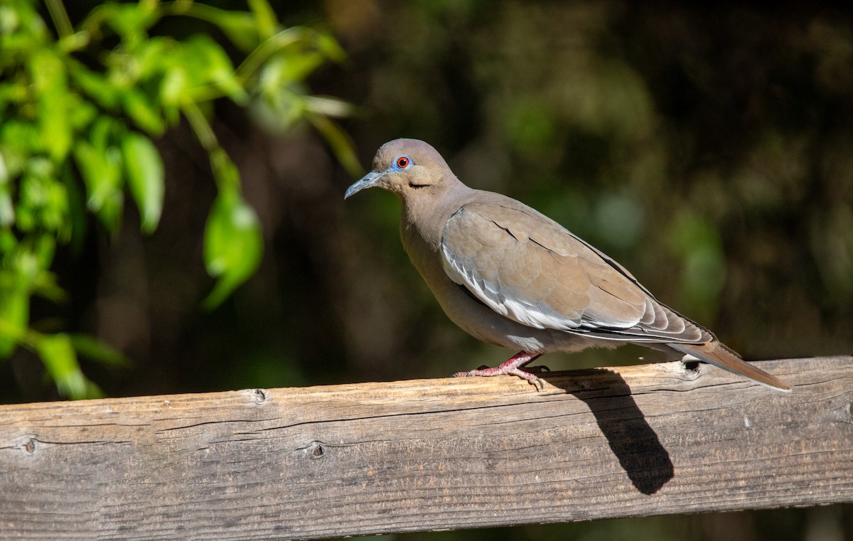 White-winged Dove - ML638380274