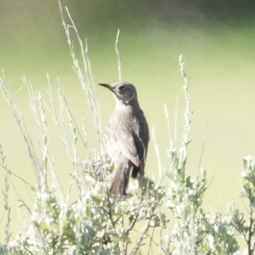 Sage Thrasher - ML638380280
