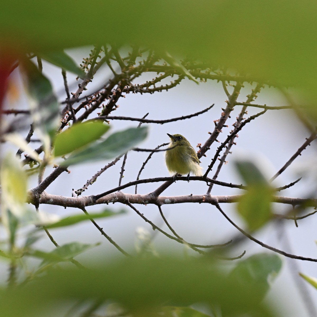 Olive-faced Flatbill - ML638380285