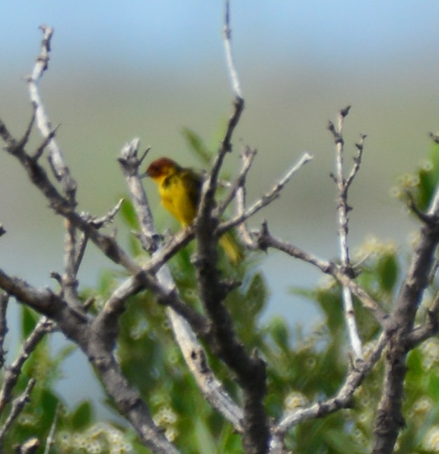 Goldwaldsänger [erithachorides-Gruppe] - ML638380292