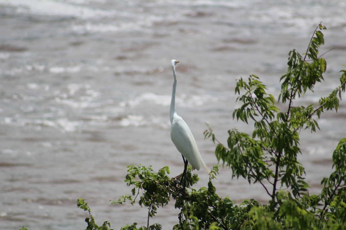 Great Egret - ML638380300