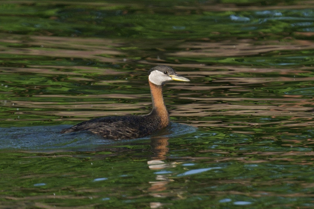 Red-necked Grebe - ML638380311