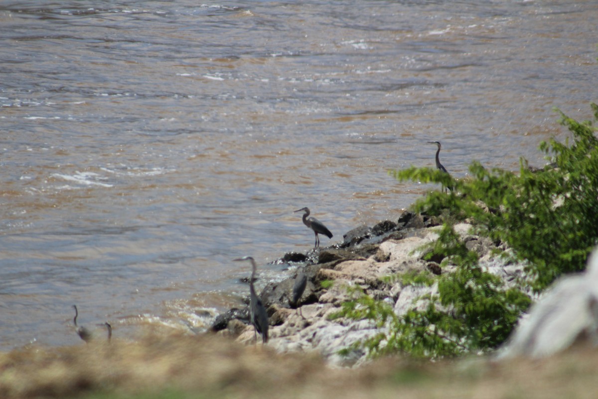 Great Blue Heron - ML638380315