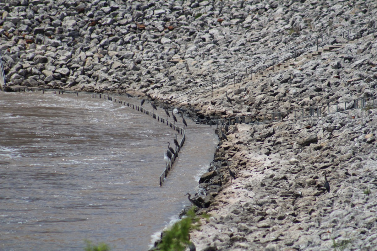 Great Blue Heron - ML638380316