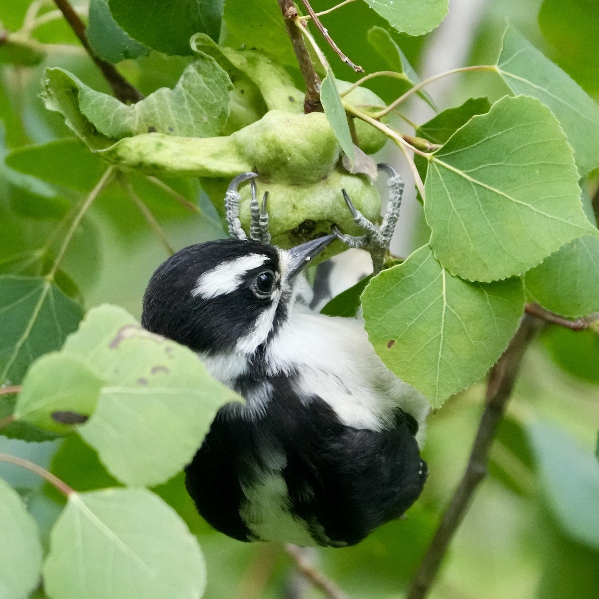 Downy Woodpecker - ML638380334