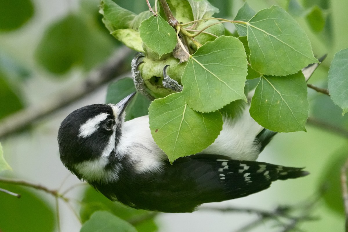 Downy Woodpecker - ML638380337