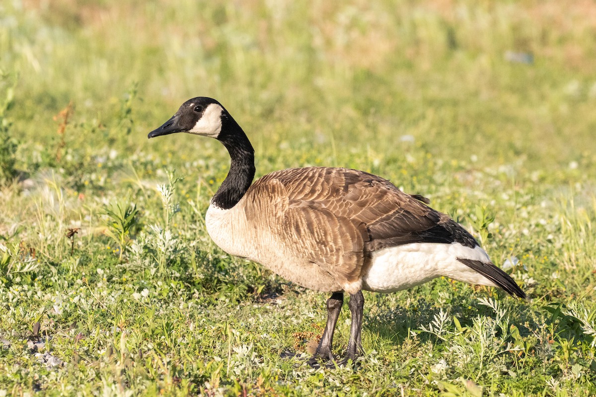 Canada Goose - ML638380339