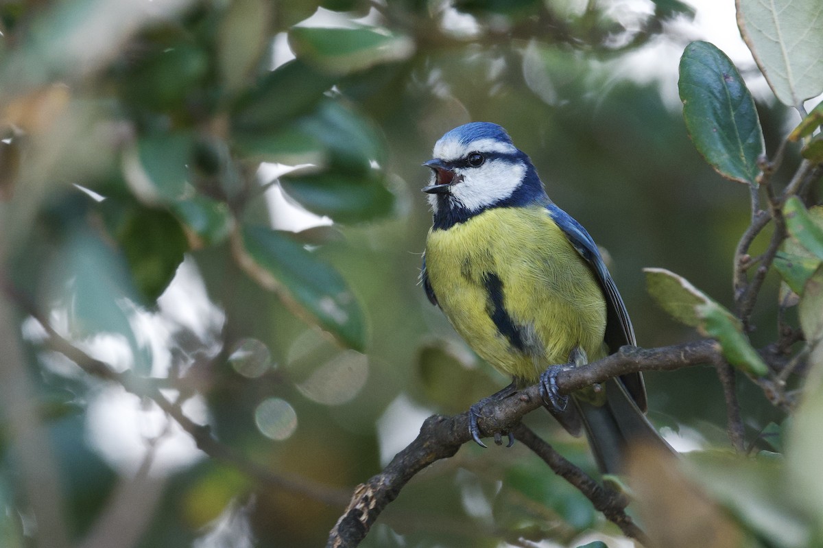 Eurasian Blue Tit - ML638380342