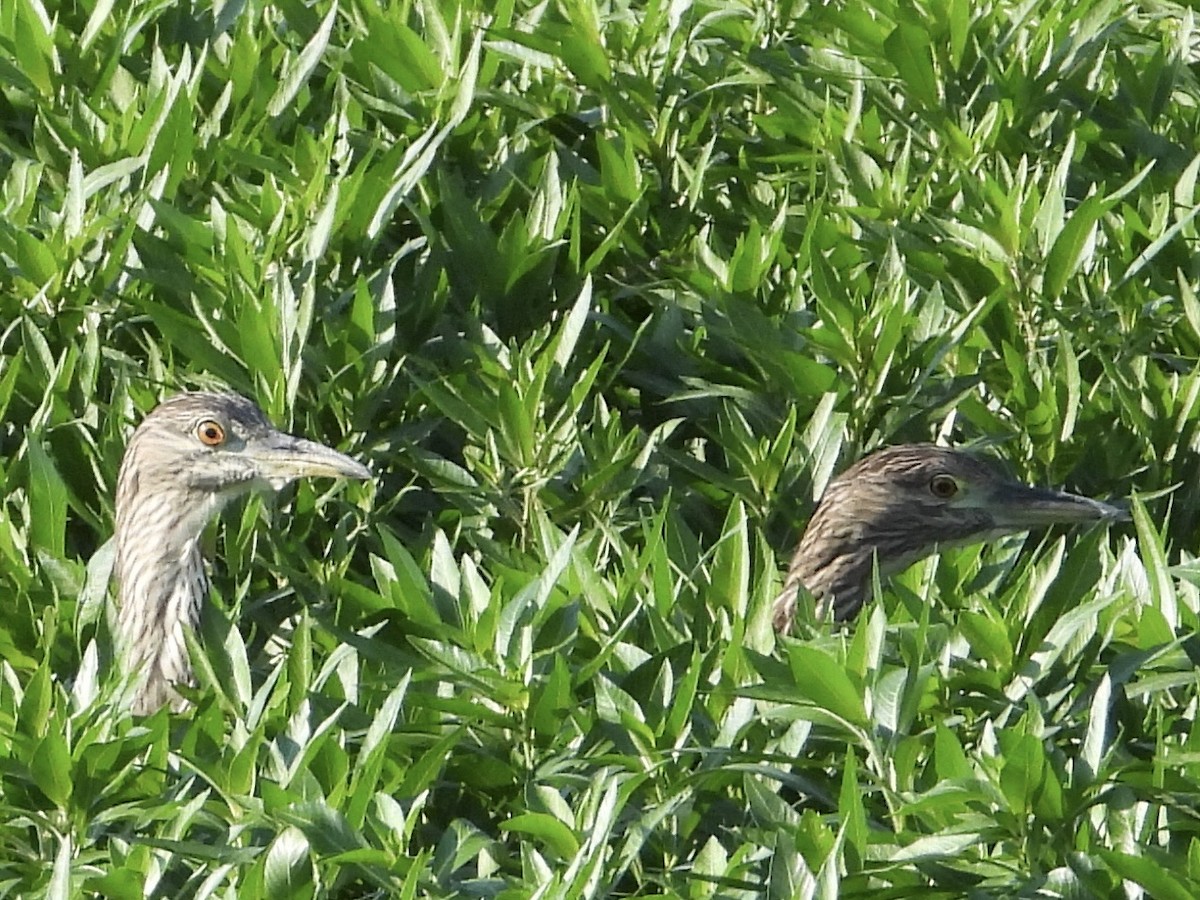 Black-crowned Night Heron - ML638380343