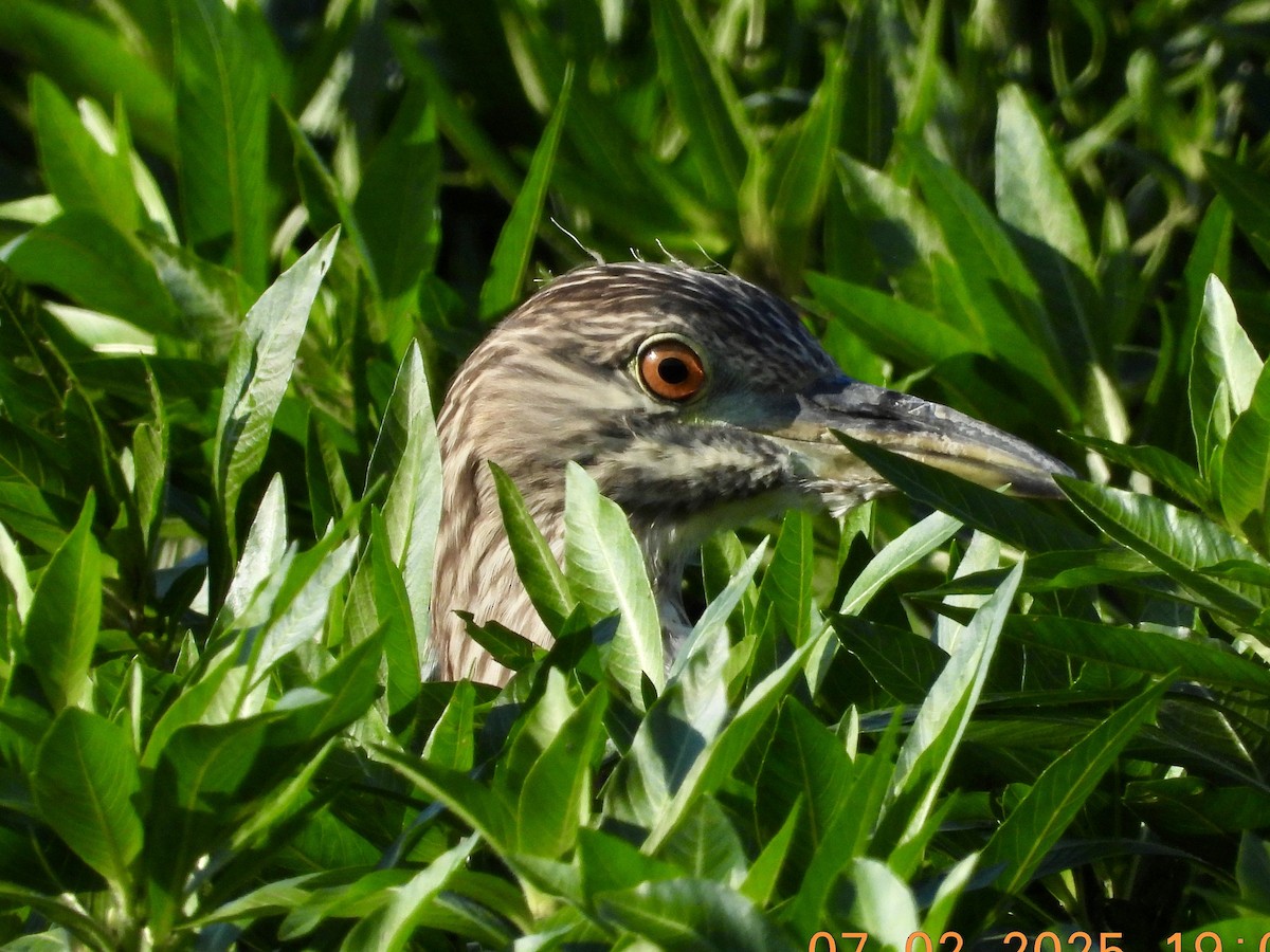 Black-crowned Night Heron - ML638380344