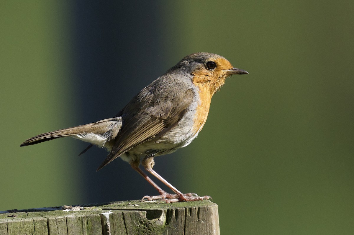 European Robin - ML638380357