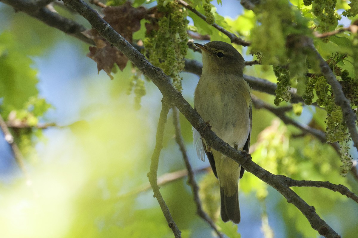 Iberian Chiffchaff - ML638380367