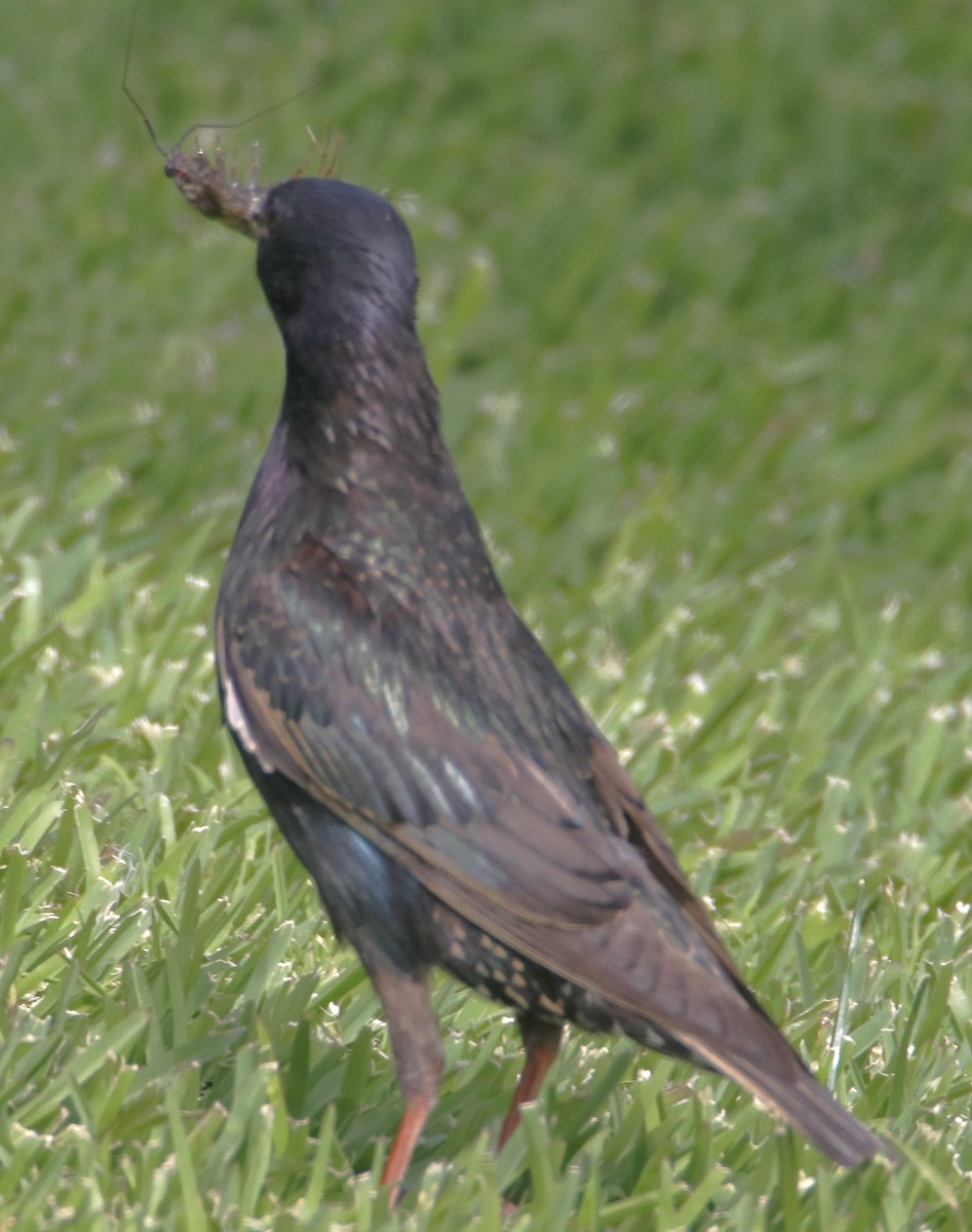 European Starling - ML638380375
