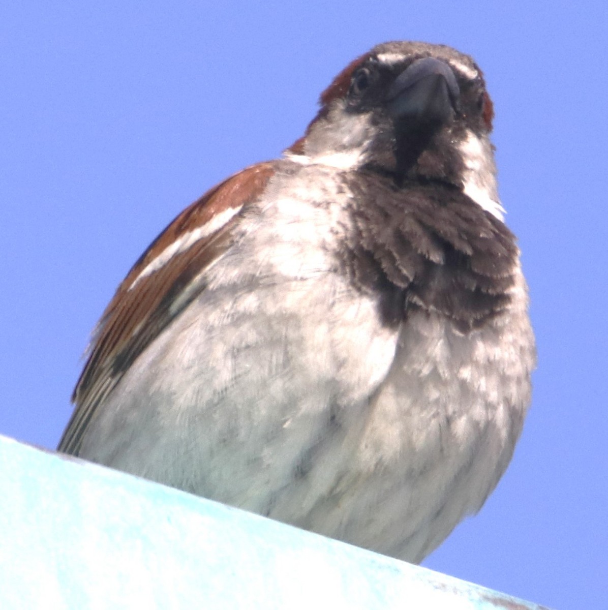 דרור הבית - ML638380376