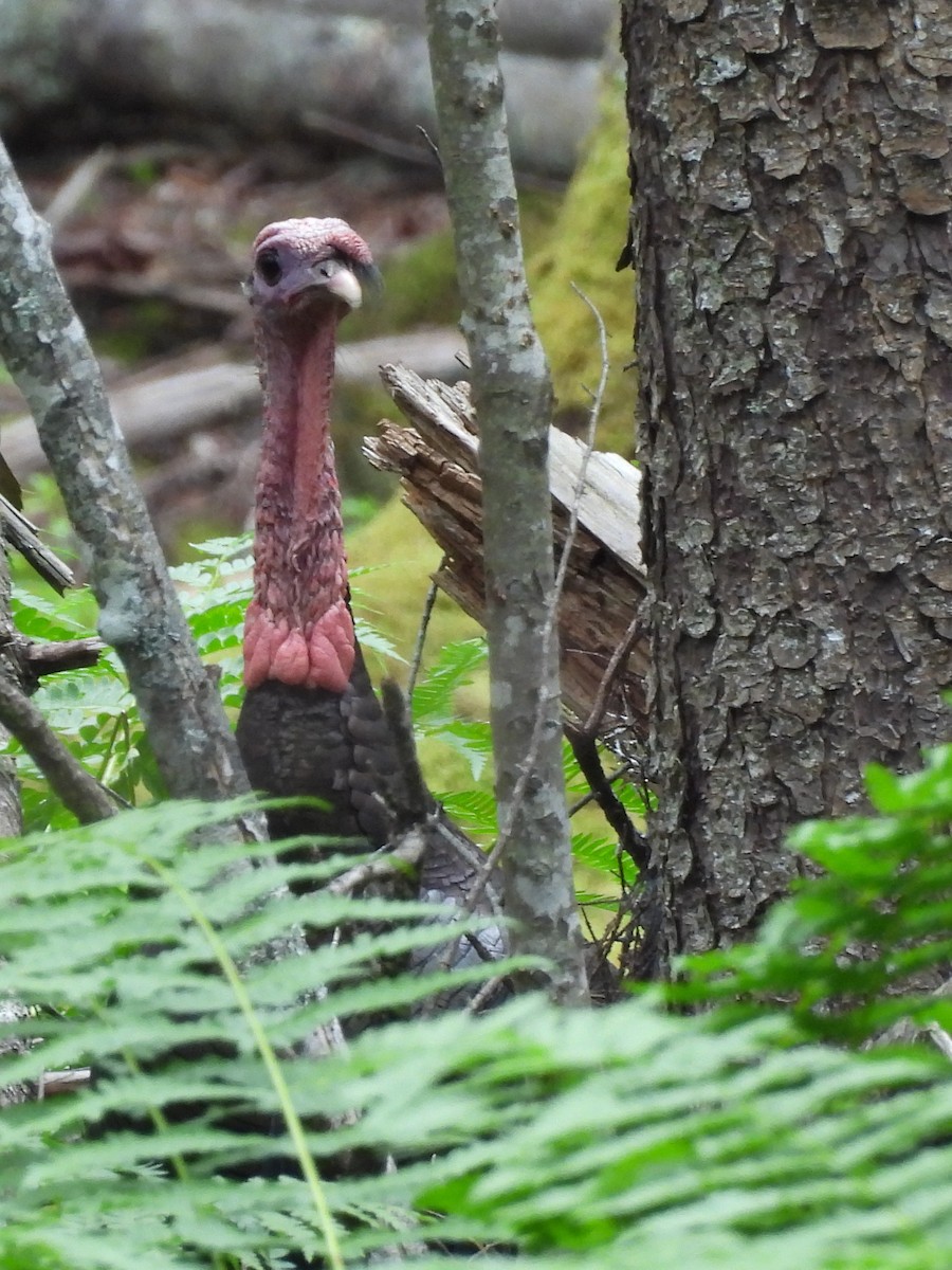 Wild Turkey - ML638380379