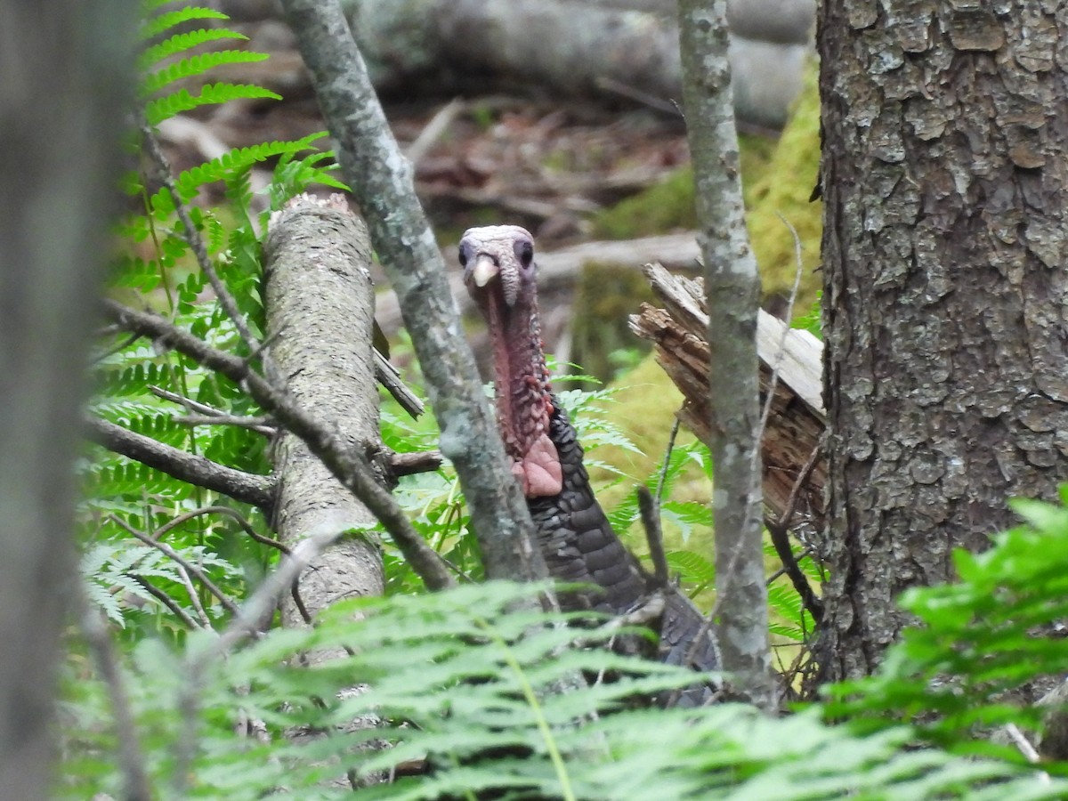 Wild Turkey - ML638380380