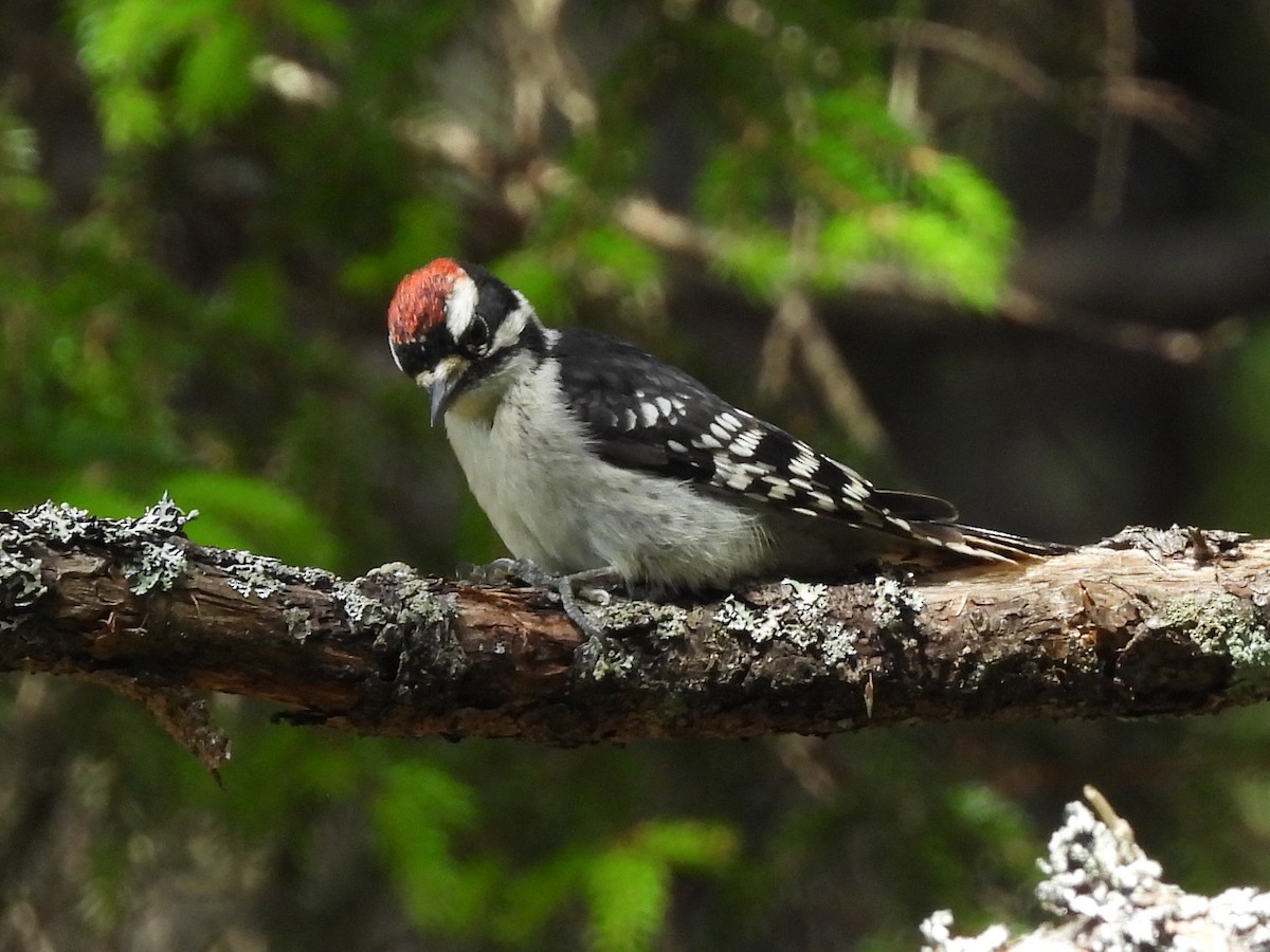 Downy Woodpecker - ML638380385