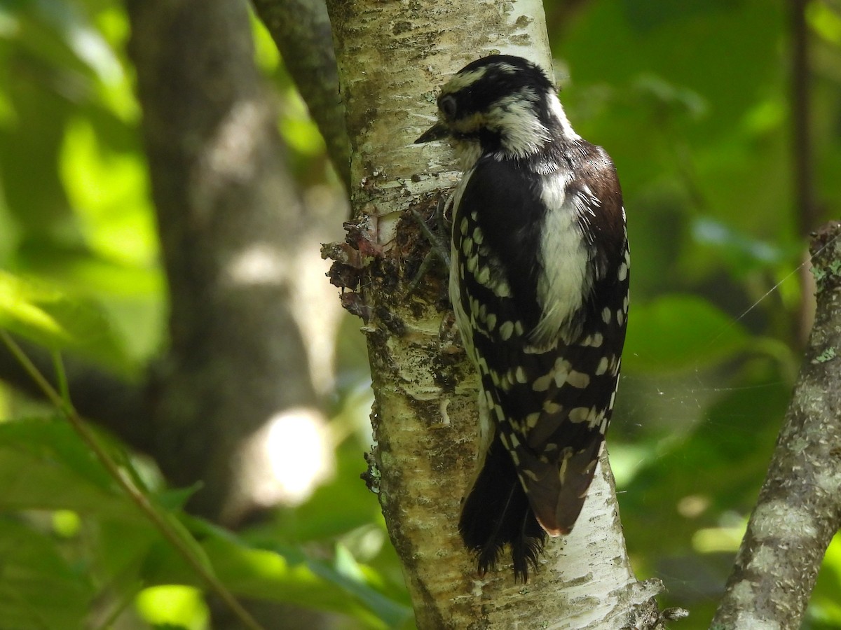 Downy Woodpecker - ML638380386