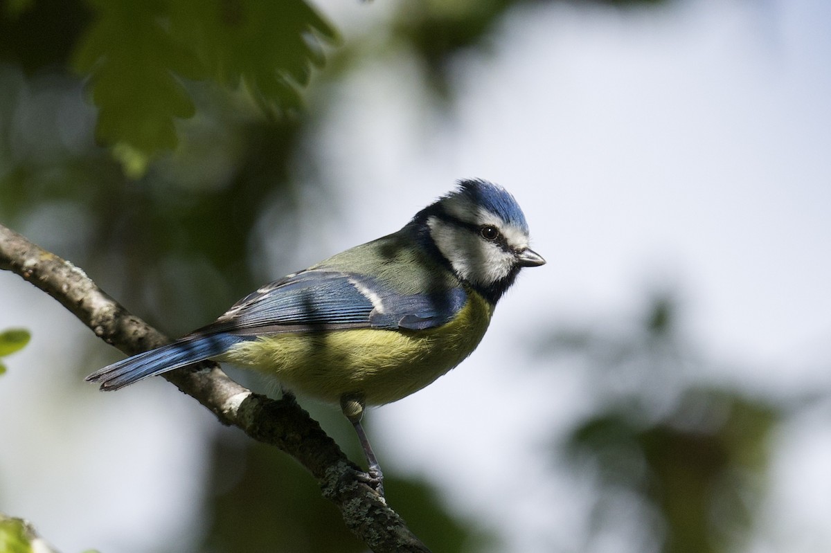 Eurasian Blue Tit - ML638380405