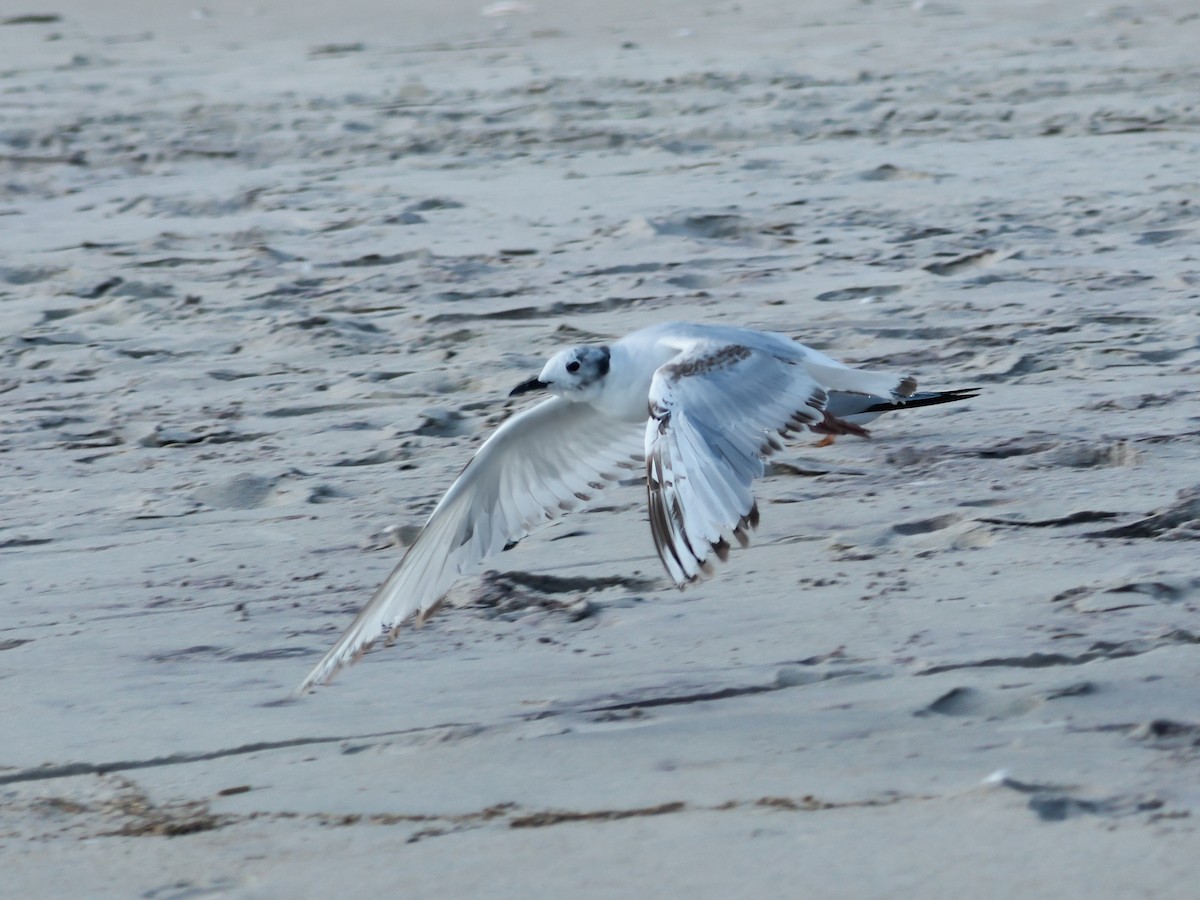 Bonaparte's Gull - ML638380409