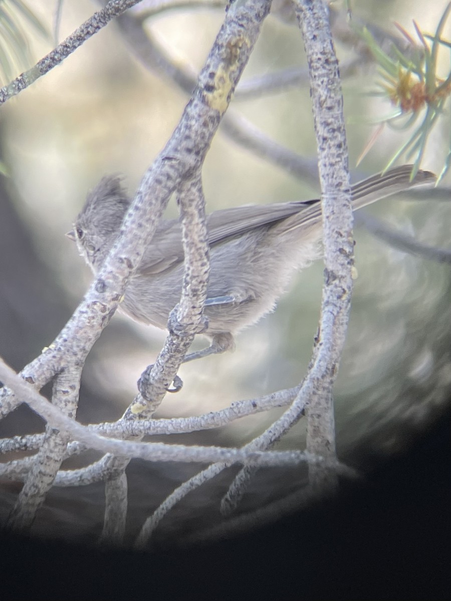 Juniper Titmouse - ML638380423