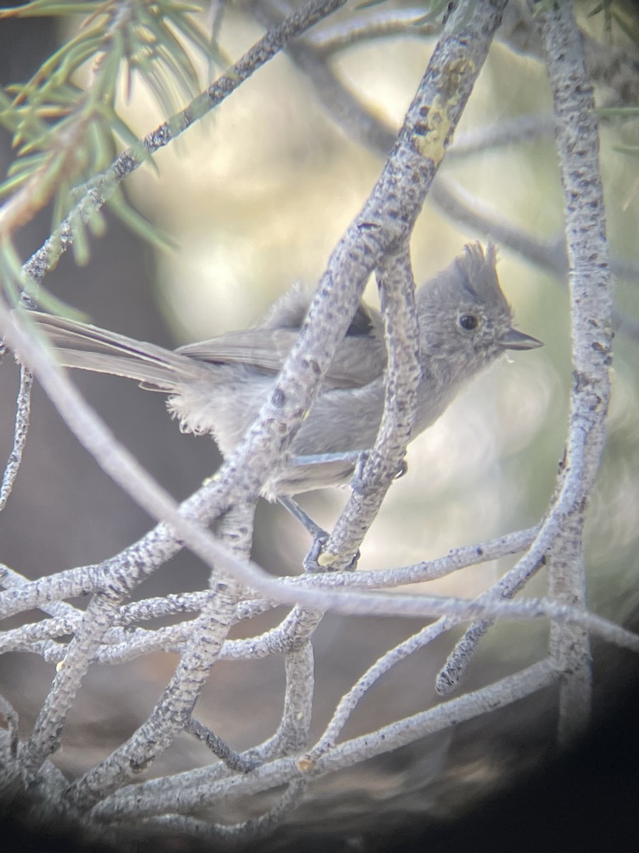Juniper Titmouse - ML638380424