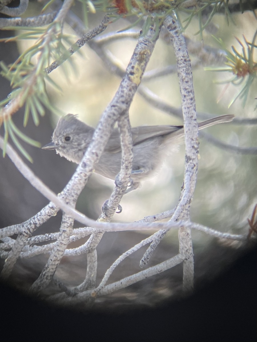 Juniper Titmouse - ML638380425