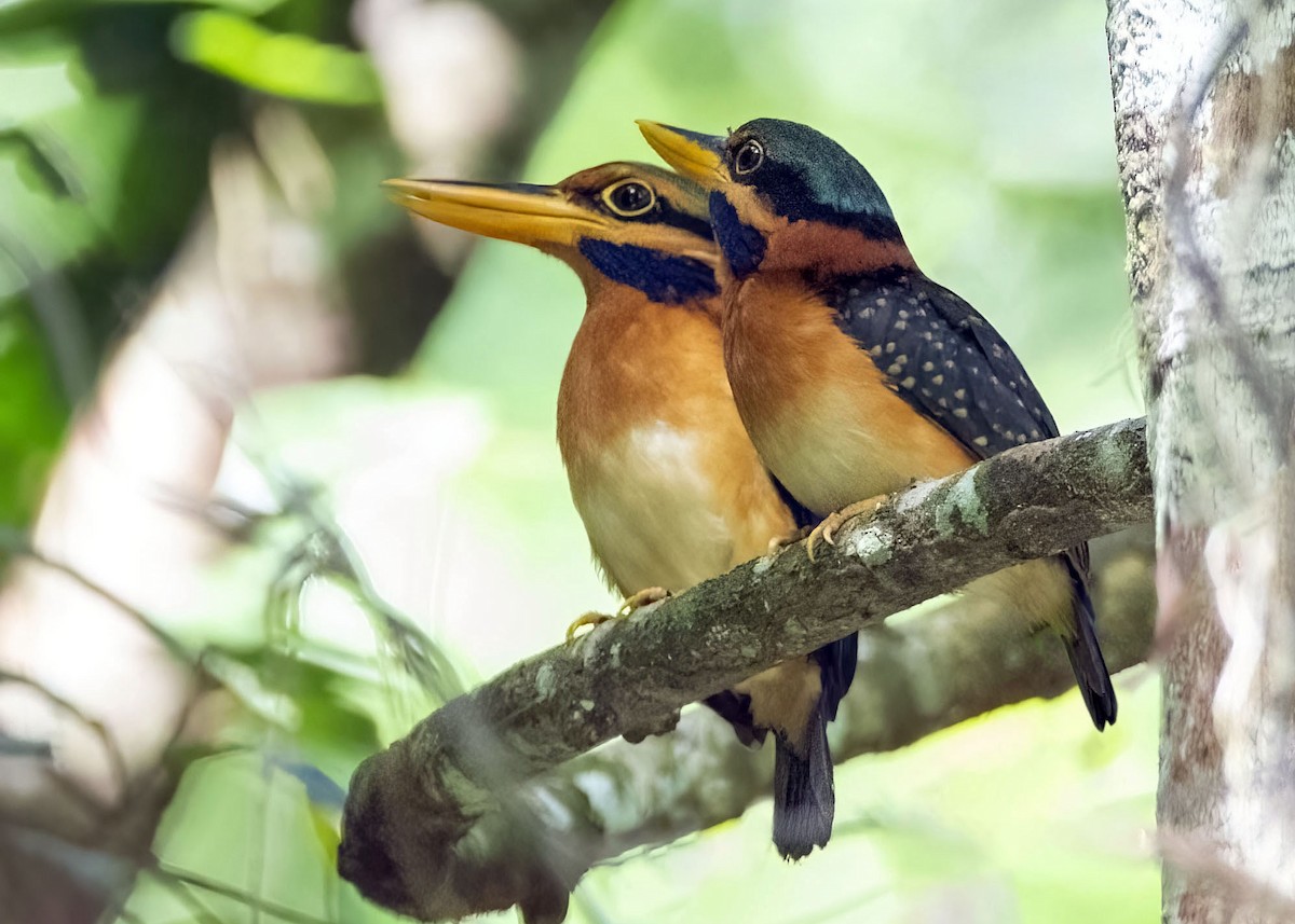 Rufous-collared Kingfisher - ML638380430