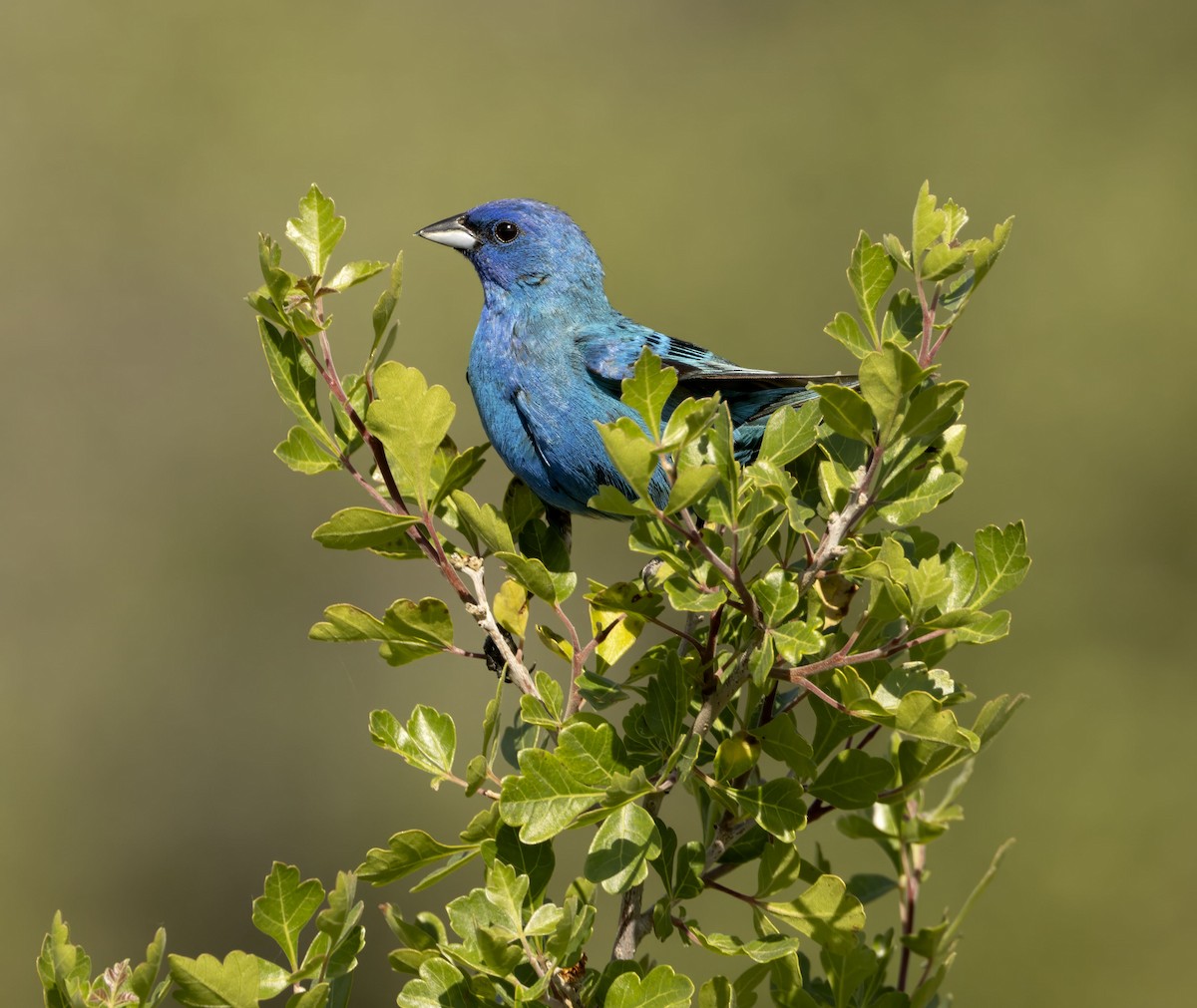 Indigo Bunting - ML638380442
