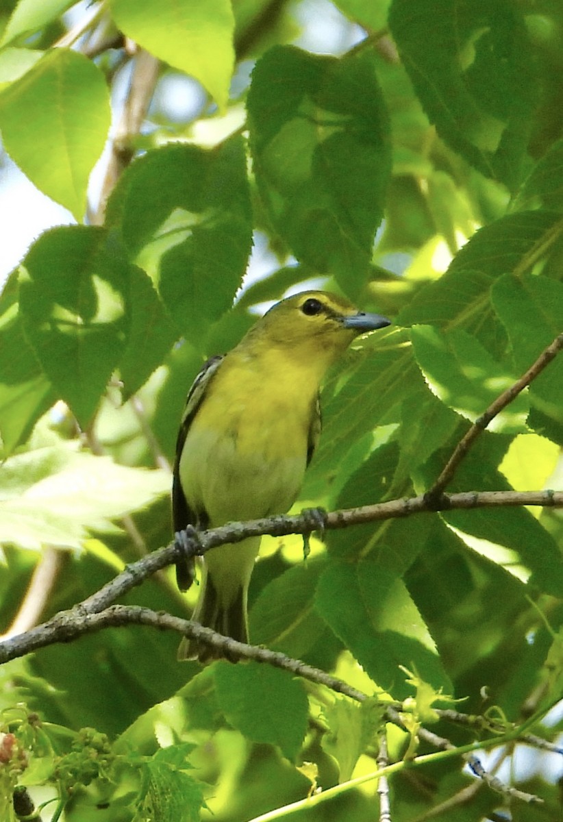 Yellow-throated Vireo - ML638380450