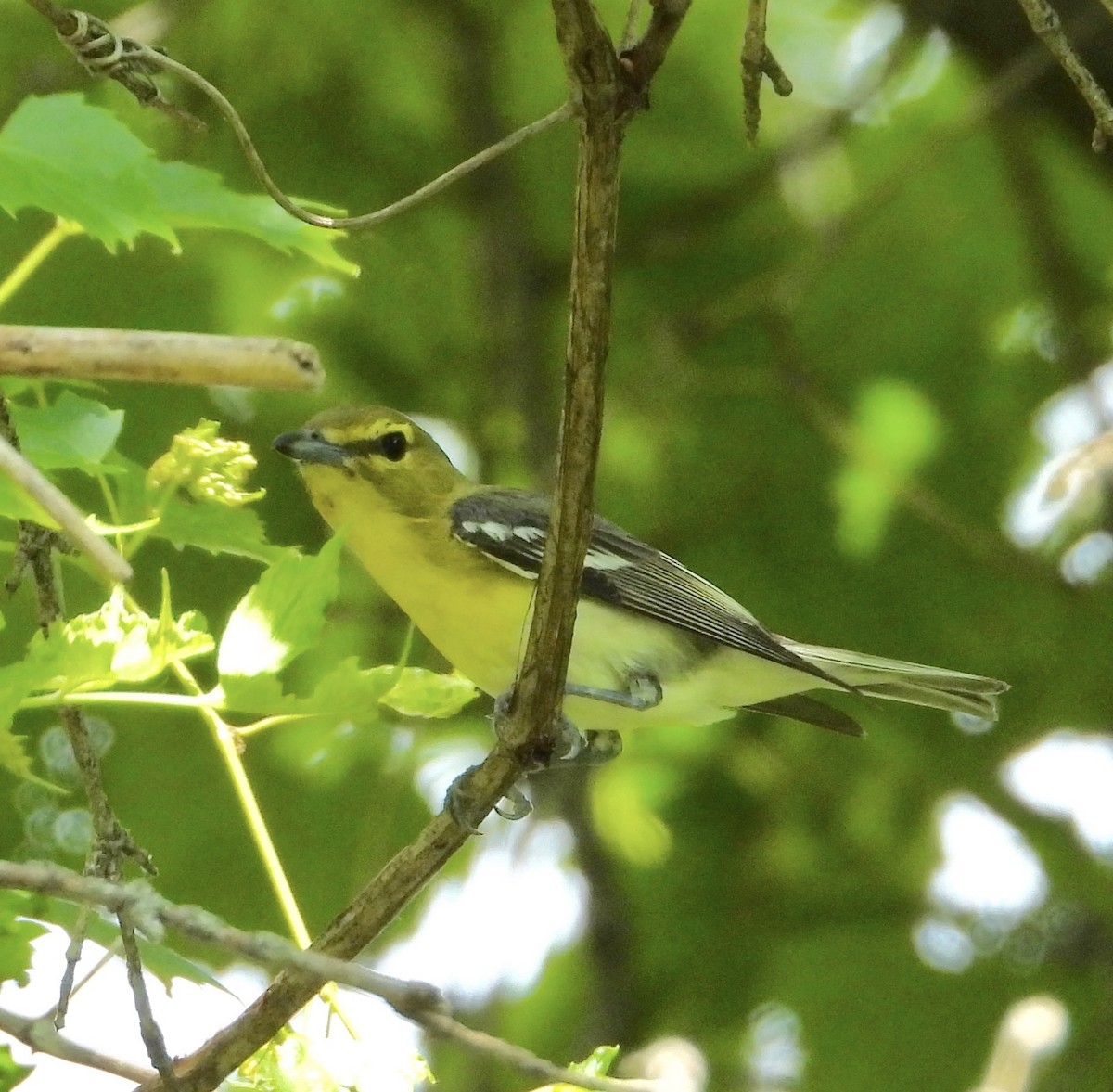 Yellow-throated Vireo - ML638380451