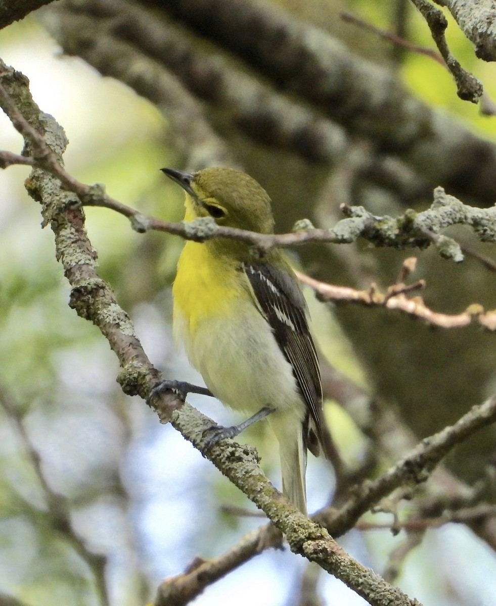 Yellow-throated Vireo - ML638380452