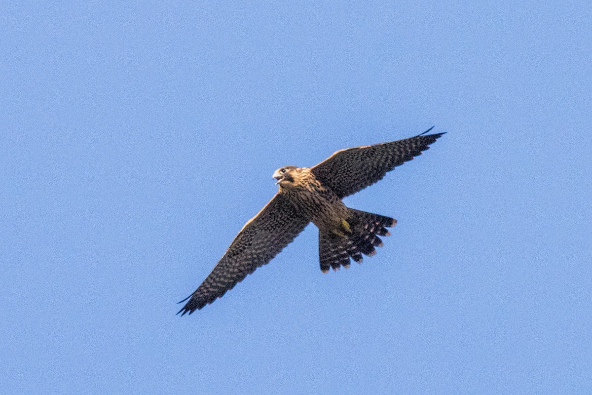 遊隼 - ML638380456