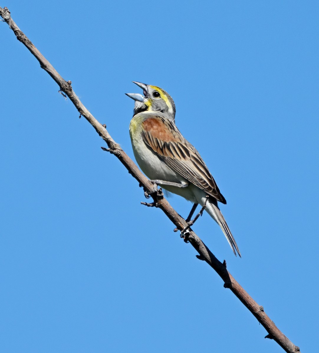 Dickcissel - ML638380480
