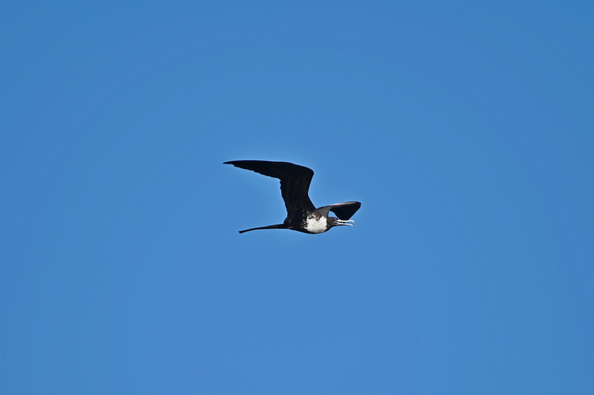 Magnificent Frigatebird - ML638380496