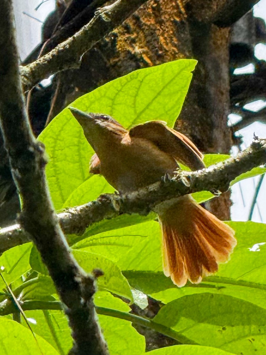 Cinnamon Becard - ML638380497
