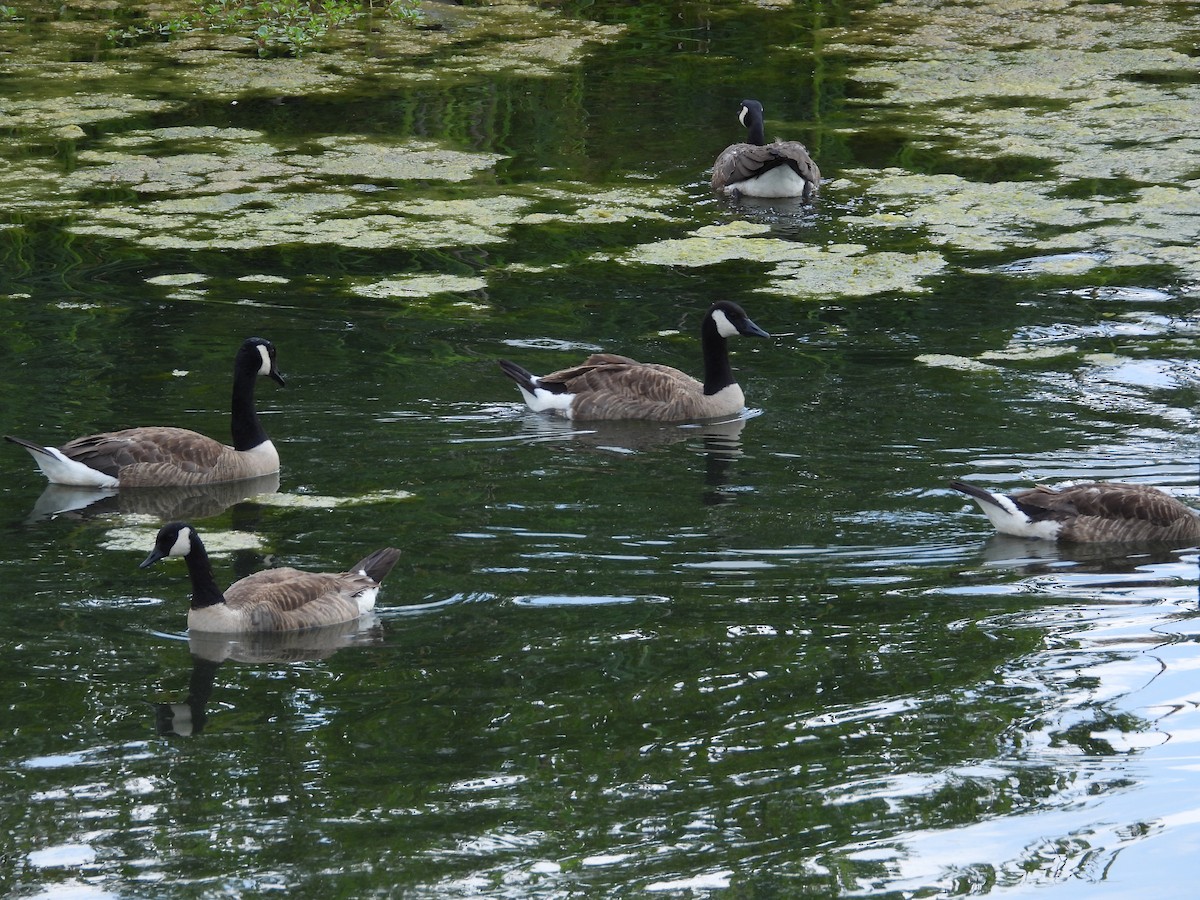 Canada Goose - ML638380511