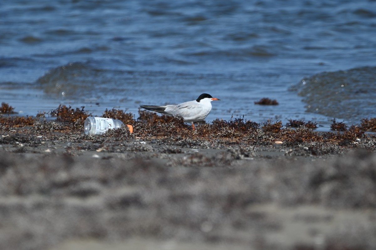 tern sp. - ML638380516