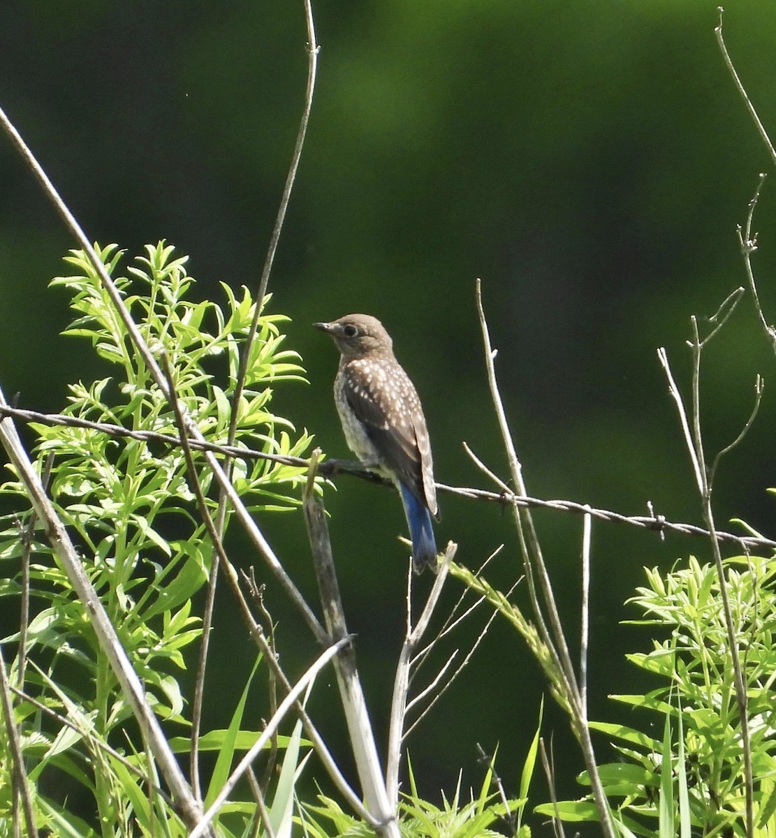 Eastern Bluebird - ML638380517