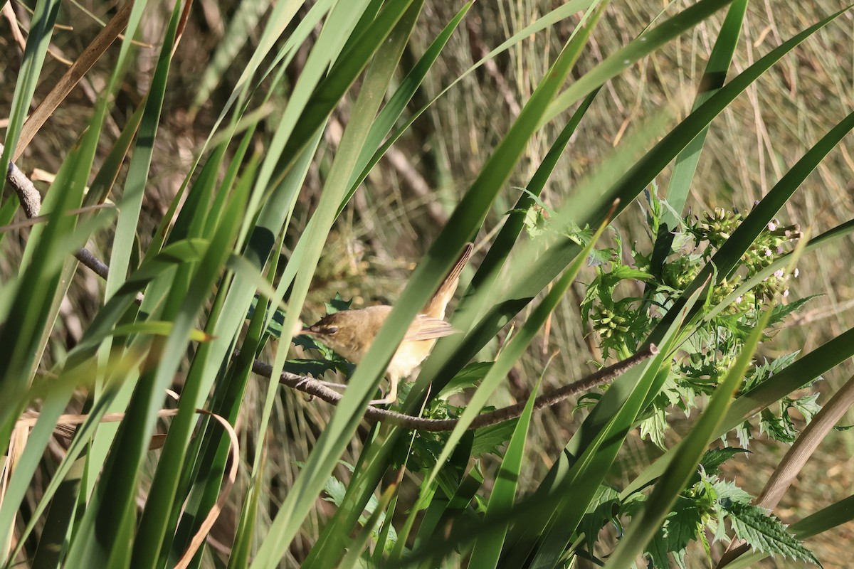 Australian Reed Warbler - ML638380524