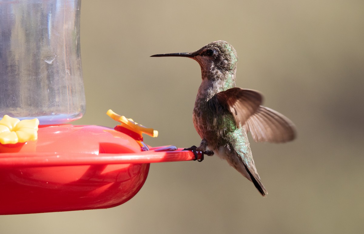 Broad-tailed Hummingbird - ML638380528