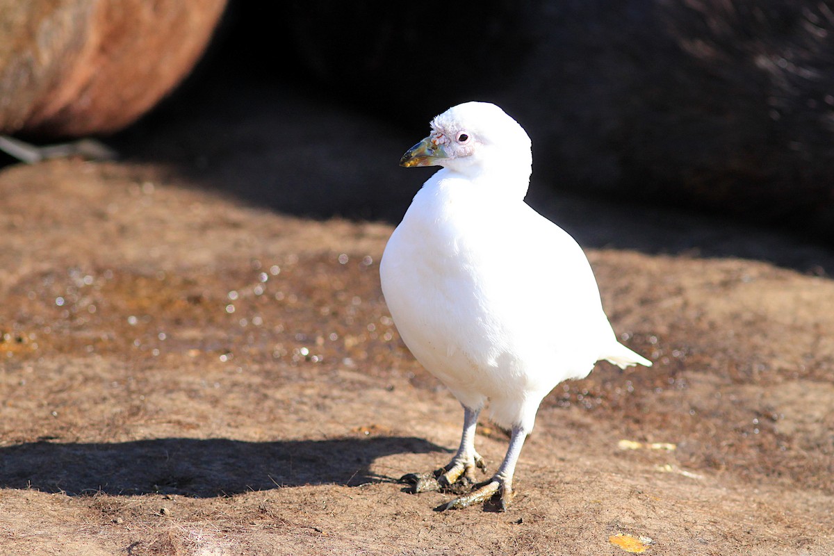 Snowy Sheathbill - ML638380536