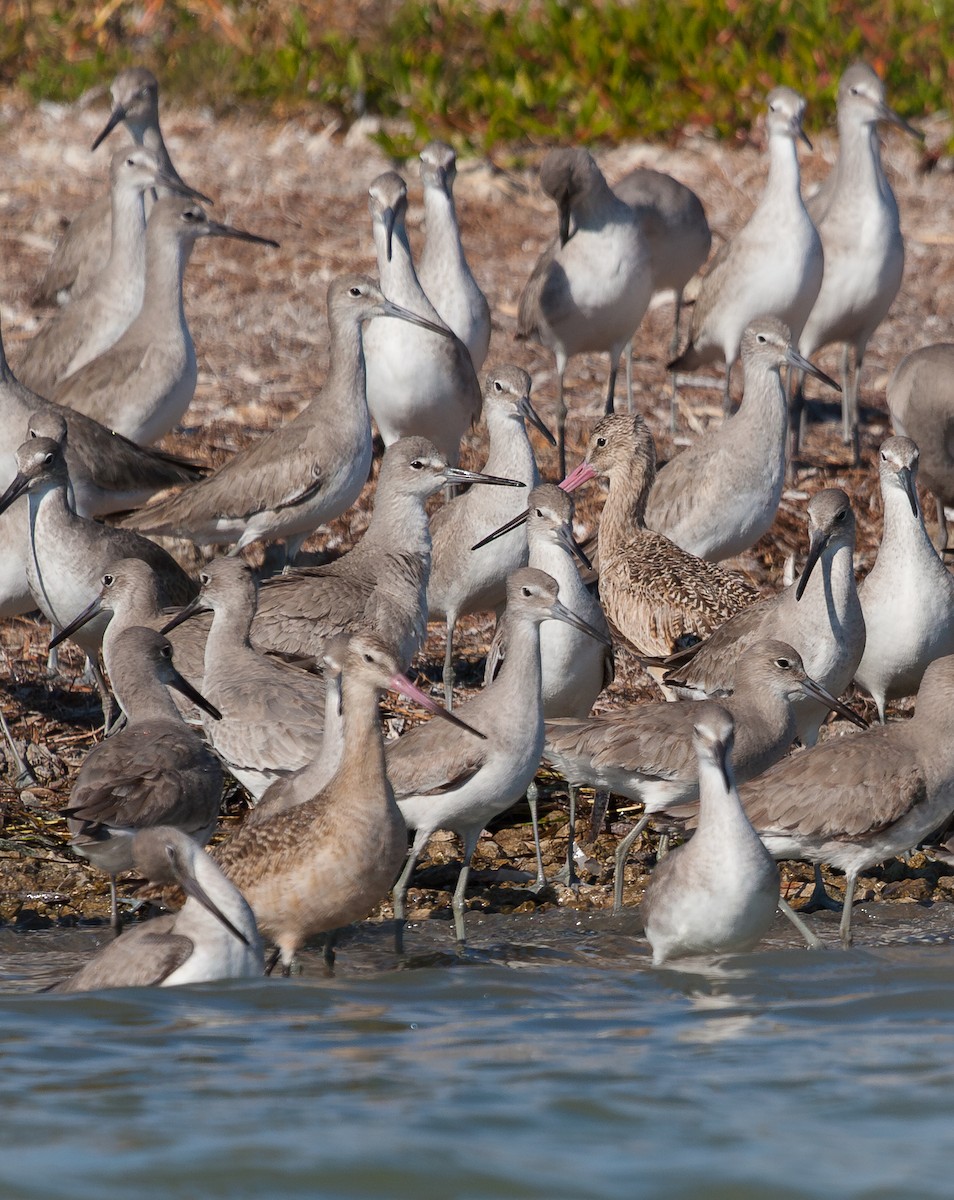 Marbled Godwit - ML638380543