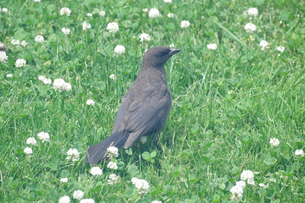 Common Grackle - ML638380544