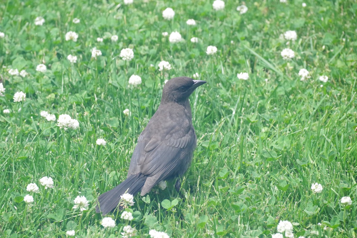 Common Grackle - ML638380545