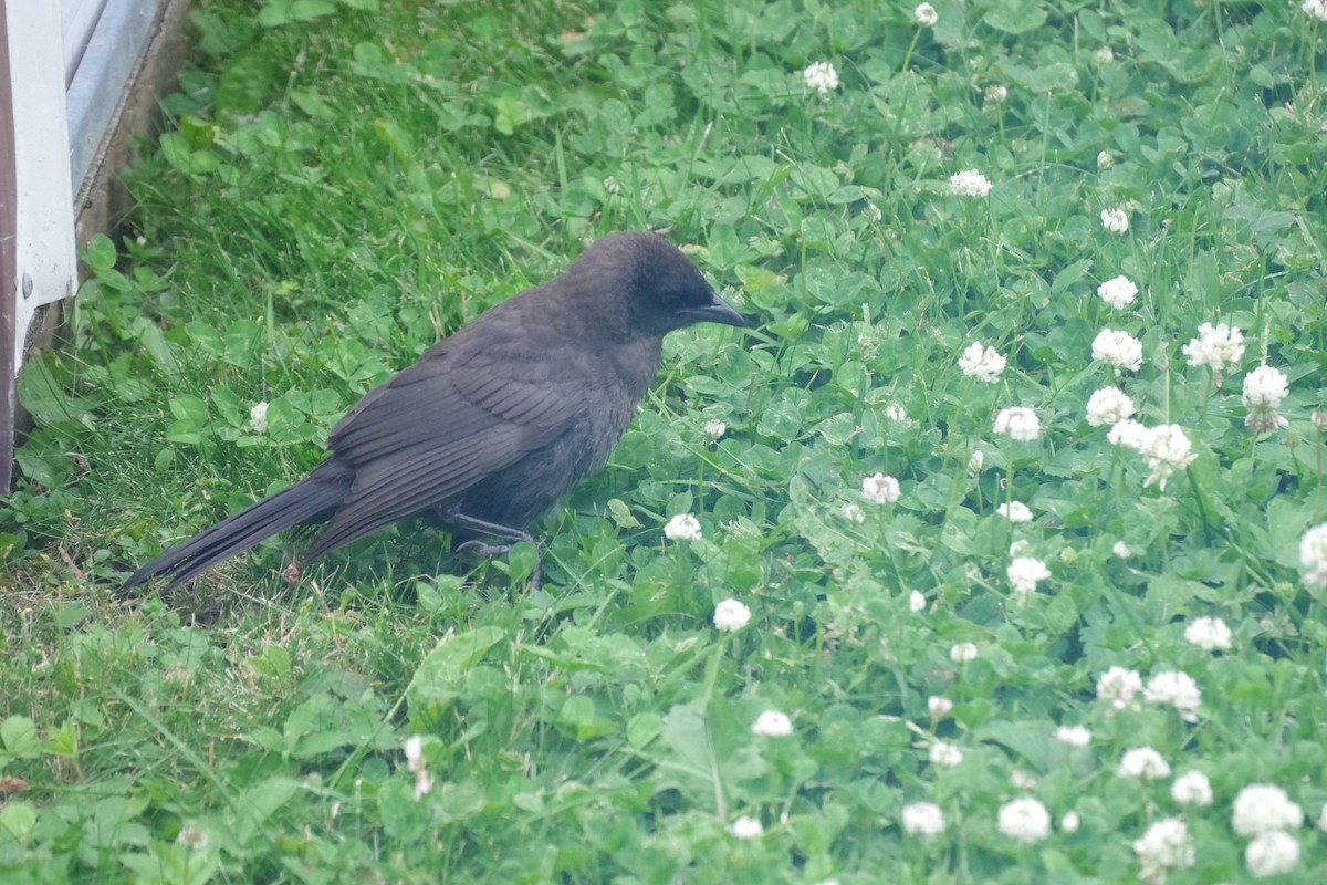 Common Grackle - ML638380546