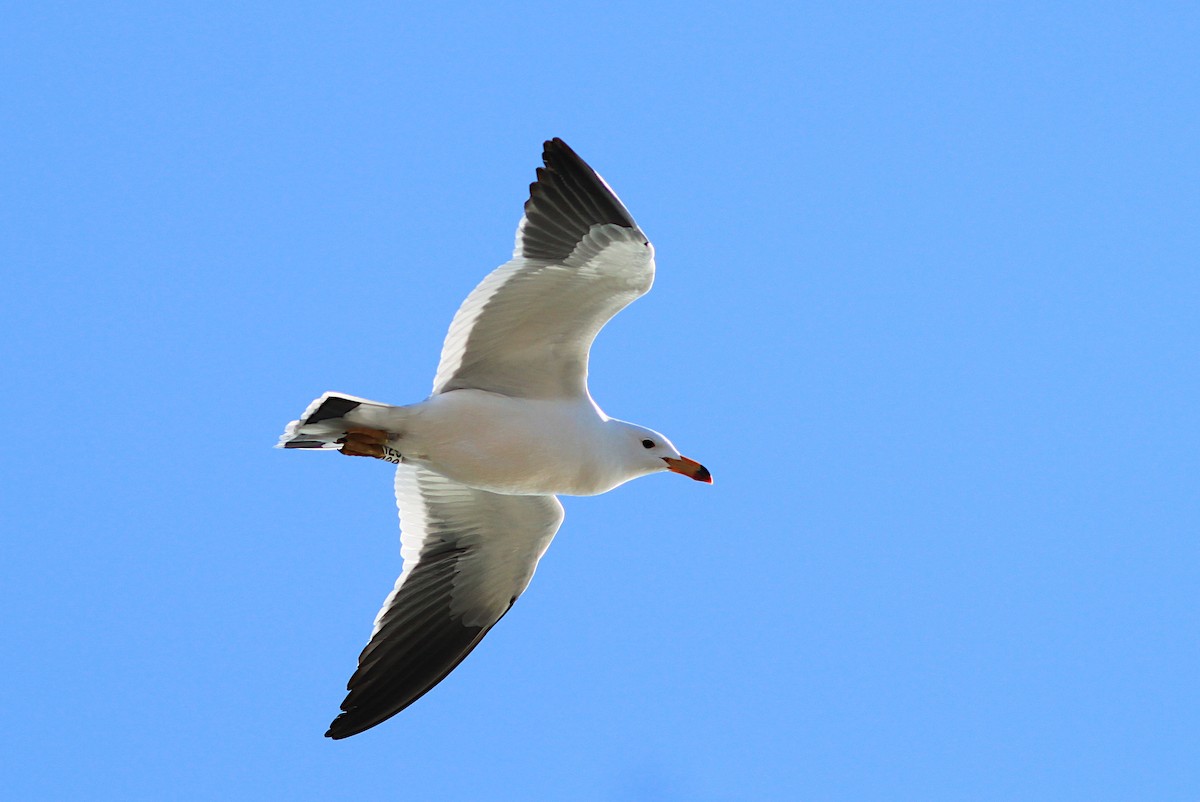 Olrog's Gull - ML638380548