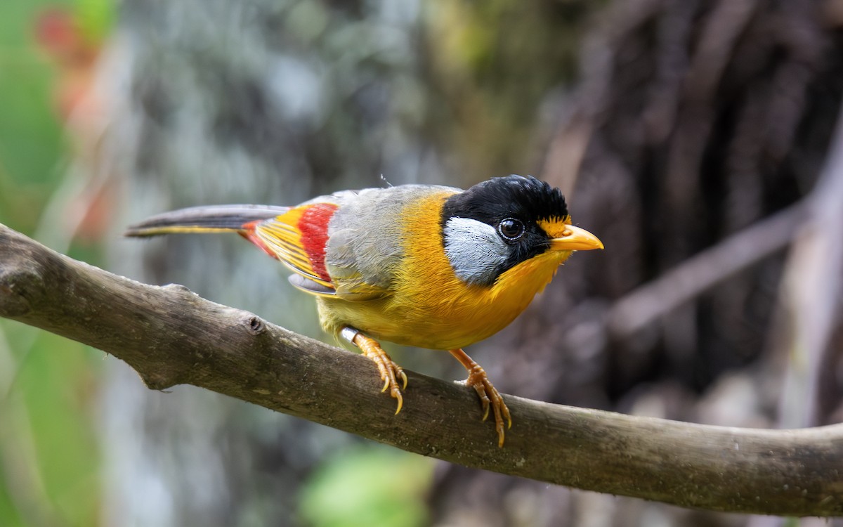 Silver-eared Mesia - ML638380554
